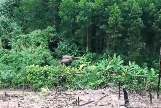 Hai cá thể voi rừng vừa phát hiện ở huyện Hiệp Đức, tỉnh Quảng Nam.