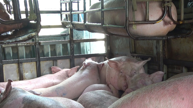 Lực lượng chức năng thu giữ số lợn nhập lậu từ Campuchia về Việt Nam