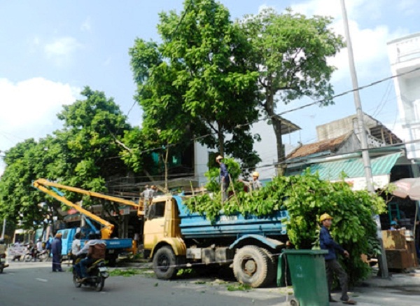 Hà Nội: Cắt tỉa, chặt hạ cây có nguy cơ gẫy đổ trước và trong mùa mưa bão 2020