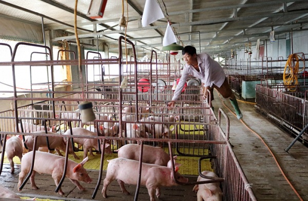 Trang trại chăn nuôi của ông Bùi Quang Hiệu xã Tiên Kiên, huyện Lâm Thao.