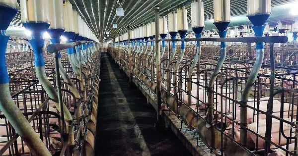 Lãi trước thuế của Vissan năm nay dự kiến đạt 180 tỷ đồng