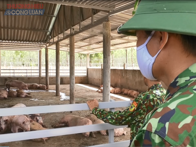 Nếu số lợn thẩm lậu này trót lọt, tỏa ra các địa bàn và dưới bàn tay các lò mổ, lợn nhập lậu đã thành lợn nuôi ở Việt Nam
