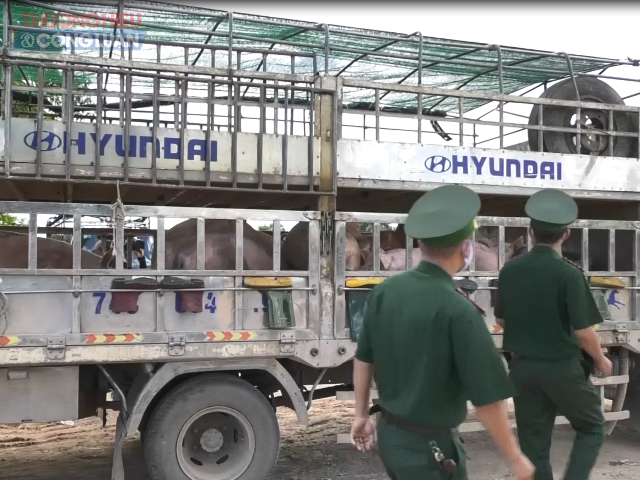 Lực lượng BĐPB Quảng Trị mật phục bắt các đối tượng buôn lậu lợn
