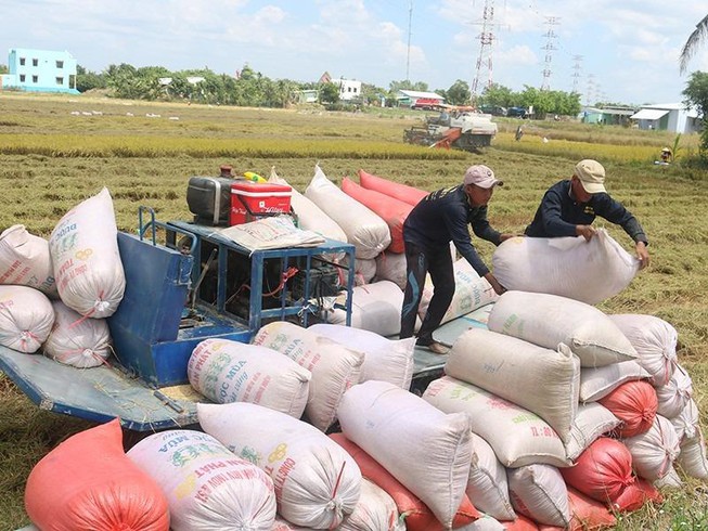 Giá gạo xuất khẩu đã chững lại
