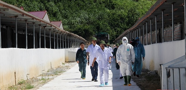 Đoàn công tác của Bộ NN&PTNT kiểm tra tình hình nhập và đưa vào thả nuôi 320 con lợn giống bố, mẹ của Công ty TNHH dinh dưỡng quốc tế Việt Đức, tại xã Xuân Khang, huyện Như Thanh.