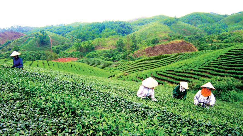 Quản lý đất đai tại các công ty nông lâm nghiệp: Khắc phục những bất cập để đổi mới