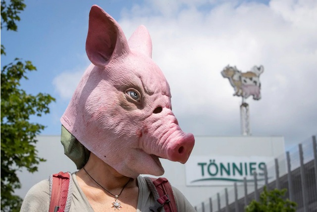 Một người biểu tình đứng trước công ty chế biến thịt Toennies ở bang Bắc Rheda-Wiedenbrueck, Đức (Ảnh: DPA)