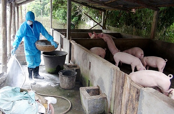 Tổ chức công tác khử trùng cho đàn lợn để phòng chống dịch bệnh lây lan trên diện rộng.