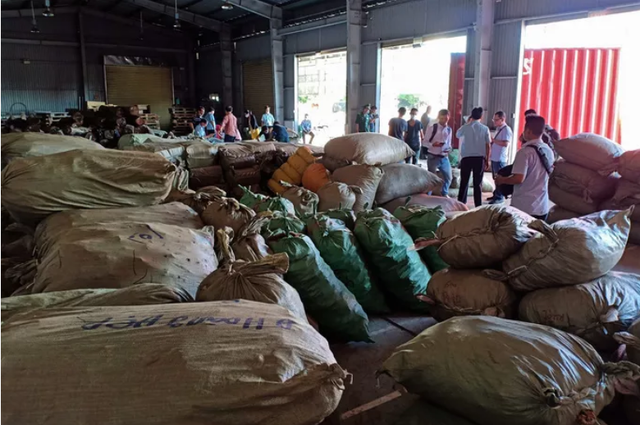 Hơn 100 tấn thảo dược ngụy trang củ cải, cà rốt nhập lậu