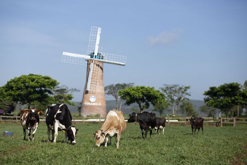Vùng nguyên liệu sữa tươi lớn với 12 trang trại đạt chuẩn quốc tế góp phần giúp sản phẩm sữa tươi của Vinamilk dẫn đầu phân khúc trong nhiều năm liền