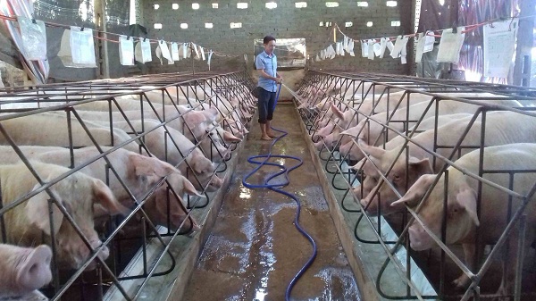 Việc nhập heo từ Thái Lan với số lượng quá ít chưa thể tác động mạnh tới thị trường thịt heo trong nước