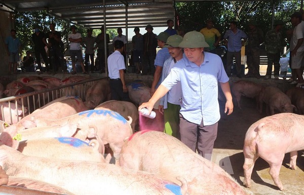 500 con heo Thái được bán ở chợ đầu mối gia súc Hà Nam không đủ sức làm hạ nhiệt giá heo hơi. Theo đó, giá heo hơi hôm nay 26/6 rục rịch tăng. Ảnh: TTXVN.