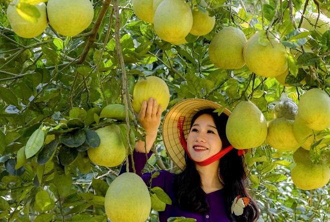 huyện Đoan Hùng, bưởi được xác định là cây trồng chủ lực với sản lượng bưởi quả năm 2019 ước đạt 20.000 tấn