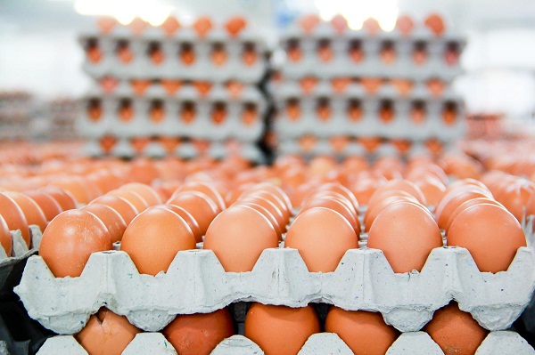 Trứng và lòng đỏ trứng gia cầm là 1 trong 14 mặt hàng mà EU cam kết dành hạn ngạch thuế quan (TRQ) cho Việt Nam.