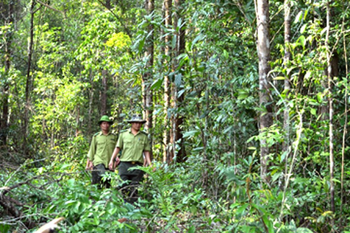 Cả nước trồng mới 106.300 ha rừng tập trung trong 6 tháng đầu năm 2020