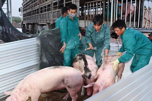 Giá lợn hiện đang giữ ở mức 92.000 - 93.000 đồng/kg hơi