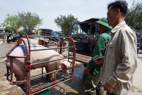 Việc bán non lợn diễn ra do tâm lý lợn nhập về sẽ kéo giá thị trường xuống thấp