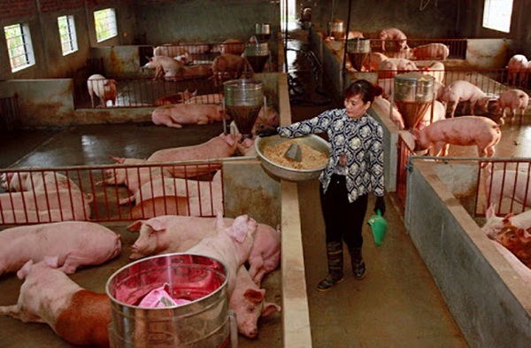 Do dịch tả lợn châu Phi vẫn còn vẫn có những diễn biến phức tạp, cùng với đó là việc heo sống Thái Lan nhập về chưa dung hòa được thị trường khiến giá lợn hơi miền Bắc, miền Trung và miền Nam tăng mạnh