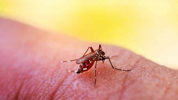 Hà Nội: Số ca sốt xuất huyết tăng nhanh, xuất hiện 3 ổ dịch phức tạp