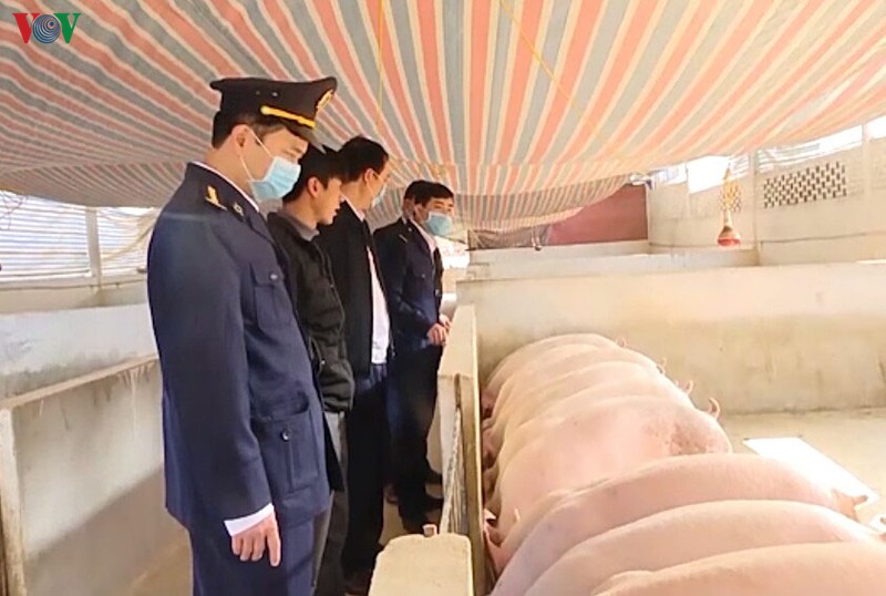 Dịch tả lợn châu Phi tái phát tại huyện Phù Yên (Sơn La)