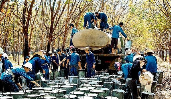 Xuất khẩu cao su giảm mạnh trong 6 tháng đầu năm