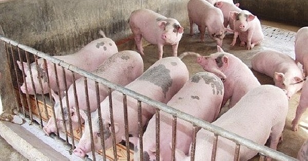 Giá heo hơi hôm nay 7/7: Tăng nhẹ ở một số địa phương