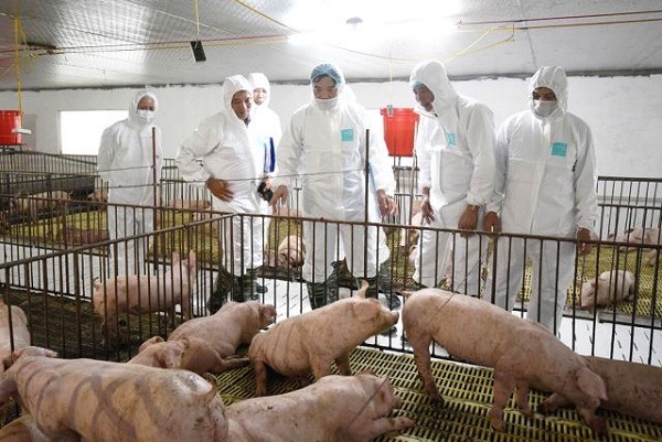 Bộ trưởng Nguyễn Xuân Cường thăm trang trại chăn nuôi lợn tại huyện An Lão