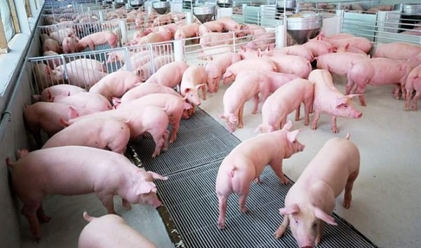 Xây dựng thành công ít nhất 500 cơ sở chăn nuôi lợn và 50 chuỗi sản xuất lợn an toàn