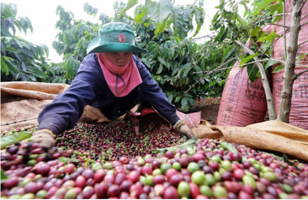 Giá cà phê tăng 100 đồng/kg