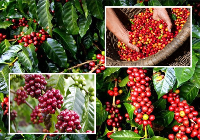 Thị trường giá nông sản 11/7: Cuối tuần giá tiêu lao dốc, cà phê đi ngang