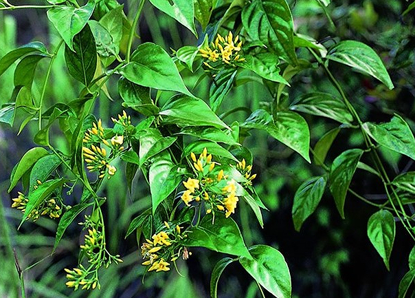 Hà Giang: Ăn nhầm lá ngón, 3 người tử vong, 2 người nguy kịch