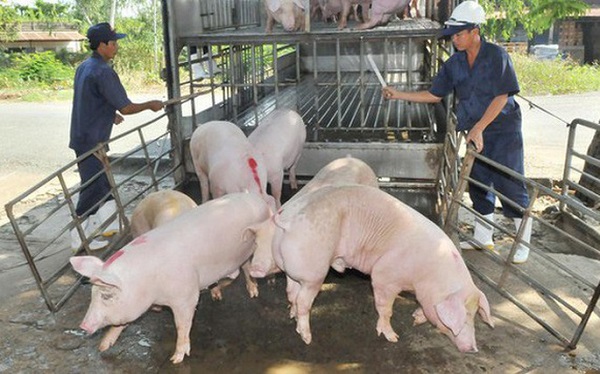 Doanh nghiệp Việt phối hợp với Mỹ nghiên cứu vắc xin Dịch tả lợn châu Phi (Ảnh minh họa)