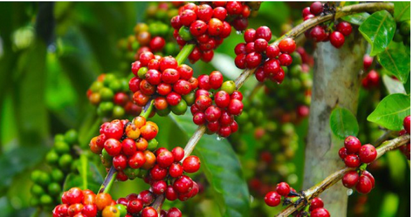 Giá cà phê tăng mạnh dự báo tăng 500 đồng/kg