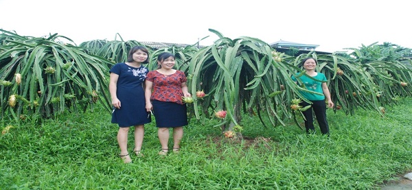 Mô hình trồng thanh long ruột đỏ của hội viên hội phụ nữ xã Tân Lập, huyện Sông Lô, tỉnh Vĩnh Phúc