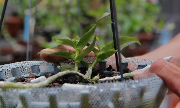 Cảnh giác với những thương vụ mua bán lan bạc tỷ đang gây sốt dư luận