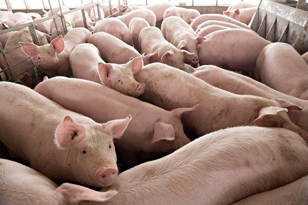 nhiều doanh nghiệp không phối hợp giảm giá thịt lợn