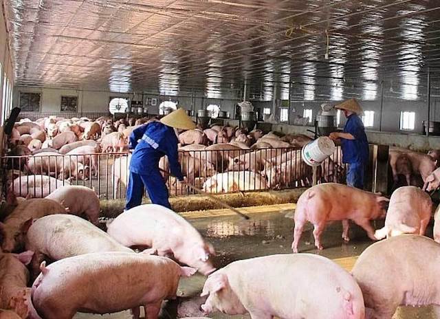 Bỏ mặc cam kết hạ giá thịt lợn, doanh nghiệp chăn nuôi lớn tăng giá ăn lãi đậm