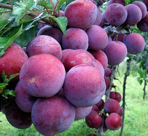 Algeria tạm ngừng nhập khẩu 13 loại trái cây của Việt Nam