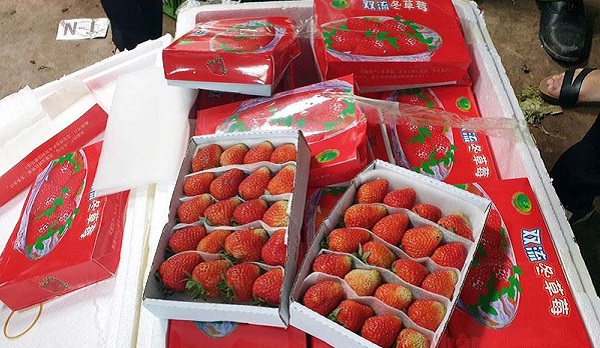 Phát hiện 3,5 tấn dâu tây không rõ nguồn gốc tuồn vào Đà Lạt