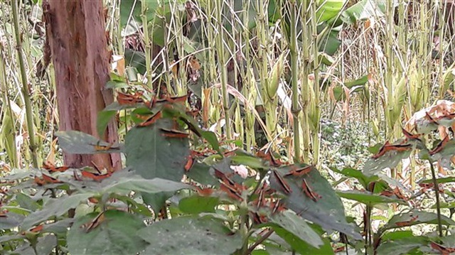 Điện Biên: Châu chấu từ Trung Quốc tràn sang phá hoại hoa màu, tre nứa