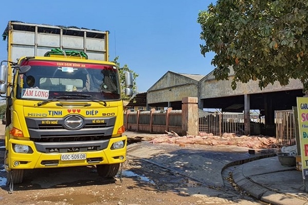 Thừa Thiên Huế: Xe tải vận chuyển lợn chết đỗ trước lò mổ