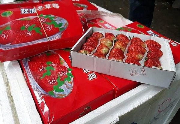 Lô hàng dâu tây Trung Quốc vừa bị thu giữ có dư lượng thuốc trừ sâu gấp 3 lần cho phép