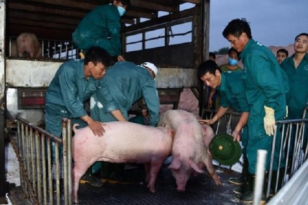 Lợn sống được nhập từ Thái Lan về Việt Nam qua cửa khẩu Lao Bảo - Quảng Trị. (Ảnh: Bộ NN&PTNT)