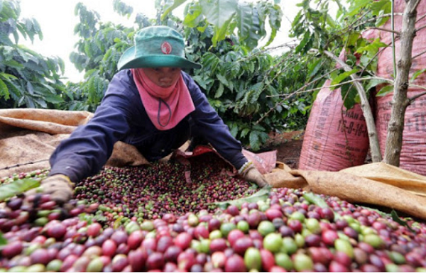 Hôm nay 1/8, giá cà phê Tây Nguyên, miền Nam dự báo có thể giảm 100 đồng/kg