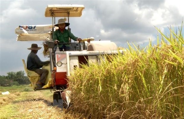 Giá lúa gạo ở nhiều địa phương ở Đồng bằng sông Cửu Long đã có xu hướng tăng khá