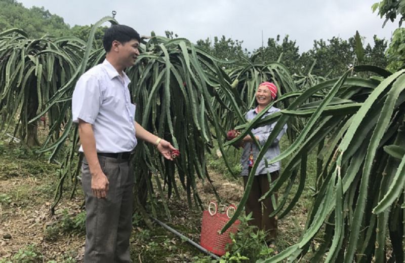 Chuyển đổi cơ cấu cây trồng theo hướng hàng hóa - Vườn thanh long của gia đình bà Nguyễn Thị Dím, xóm Khe Đù, xã Phúc Thuận (T.X Phổ Yên).