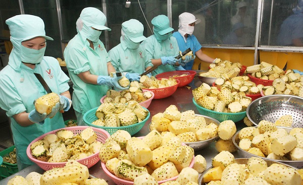 Xuất khẩu rau quả sang Trung Quốc sụt giảm gần 30%