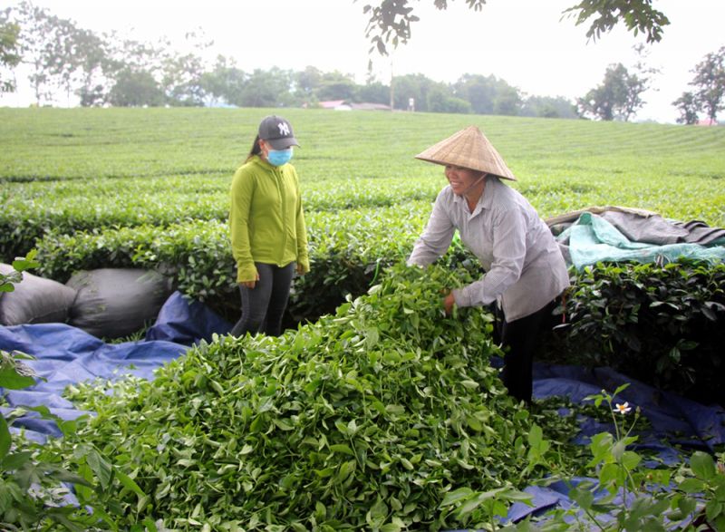 Thu hái chè xã Địch Quả (Thanh Sơn, Phú Thọ)