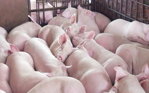 Giá heo hơi ngày 8/8: Đà giảm tiếp diễn