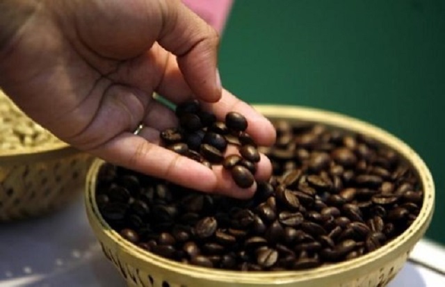 Giá cà phê hôm nay ngày 17/8: Tăng đều từ 200-400 đồng/kg